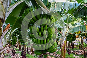 Banana plantation in Gran Canaria branch and flower