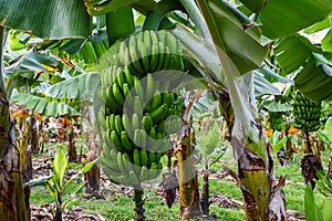 Banana plantation in Gran Canaria branch and flower
