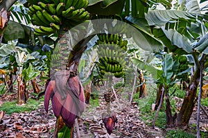 Banana plantation in Gran Canaria branch and flower