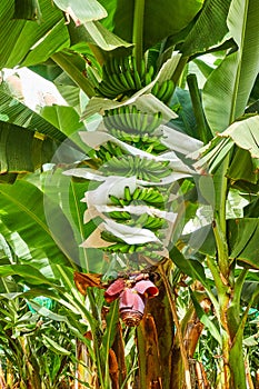 Banana plantation - growing bananas