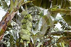 Banana plantation with harvest