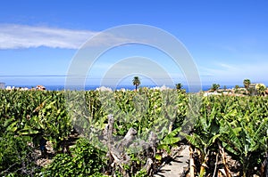 A banana plantation on the island of Tenerife, with the ocean on the horizon behind it.