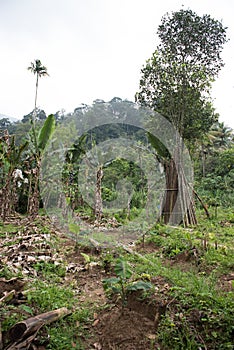 Banana Plantation in Kochi