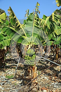 Banana Plantation on La Gomera. Canary Islands