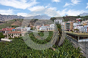 Banana Plantation La Palma, Canary Islands