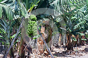 Banana plantation at La Palma, Canary Islands