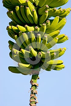 Banana Plantation, La Palma, Canary Islands