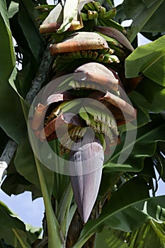 Banana Plantation, La Palma, Canary Islands, Spain