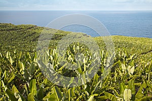 Banana plantation in La Palma. Spain