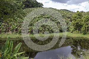 Banana plantation, lakeside