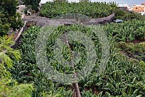 Banana Plantation Los Gigantes.Tenerife. Canary Islands.Spain