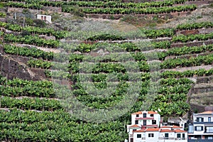 Banana plantation on Madeira Island