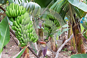 Banana plantation at img