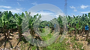 The banana plantation in Matina, Costa Rica.