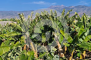 Banana plantation with mountains on the background