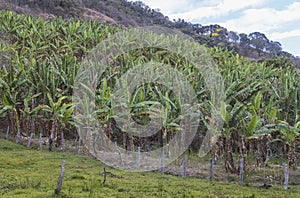 Banana plantation in the mountains south of Minas Gerais State, Brazil.