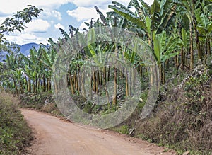 Banana plantation in the mountains south of Minas Gerais State, Brazil.