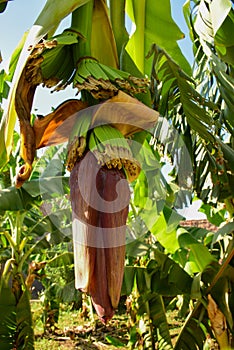 Banana plantation near the Nile. Flowering banana