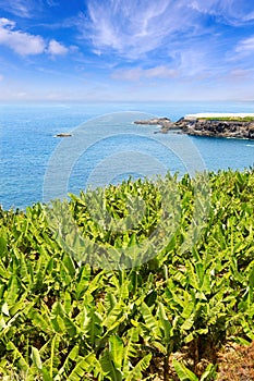 Banana plantation near the ocean in La Palma