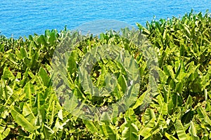 Banana plantation near the ocean in La Palma