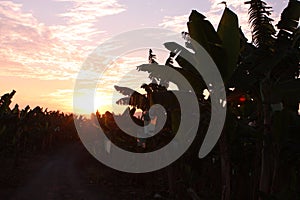 Banana plantation in the province of Magdalena, Colombia. Symbol of the Green Revolution