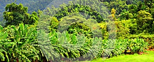 Banana plantation in Queensland Australia