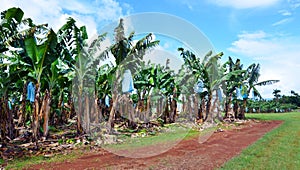 Banana plantation in Queensland Australia