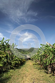 Banana plantation on rural organic fruit farm near kampot cambodia