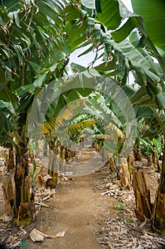 Banana plantation in San Juan de la Rambla, Tenerife, Canary Islands, Spain.