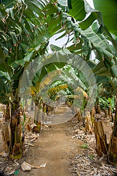 Banana plantation in San Juan de la Rambla, Tenerife, Canary Islands, Spain. photo