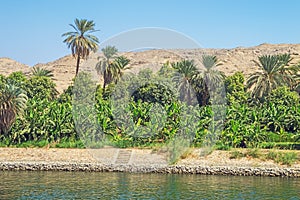 Banana plantation on the shore of the Nile at Gaafar El-Sadik photo