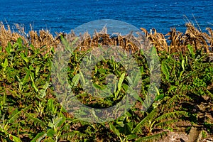 Banana plantation on the shores of the Atlantic Ocean on the island of Madeira