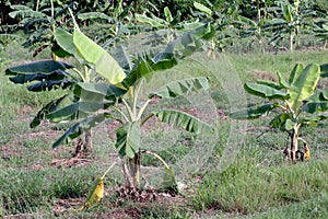 Banana plantation, Small Banana growing in farm, Banana tree plantation in nature, Agriculture banana garden