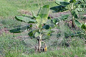 Banana plantation, Small Banana growing in farm, Banana tree plantation in nature, Agriculture banana garden