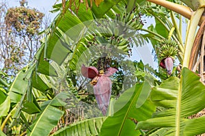 Banana plantation in Sok Kwu Wan Lamma Island