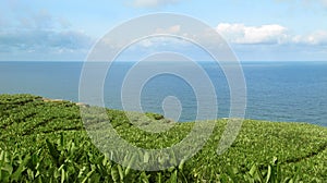 Banana plantation in Spain. Canary Island. La Palma