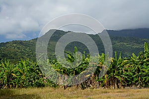Banana plantation in Taiwan