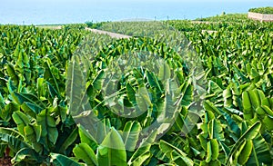 Banana plantation in Tenerife