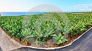 Banana plantation in Tenerife