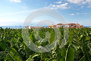 Banana plantation - tenerife