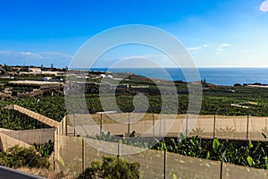 Banana plantation on Tenerife island