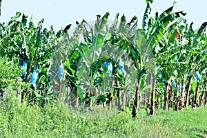 Banana plantation tied in cellophane for ripening clusters of bananas