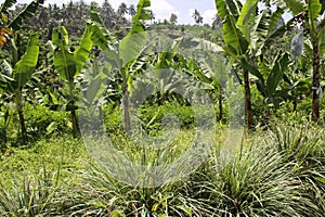 Bananas in the uplands undercropped by lemon grasses.