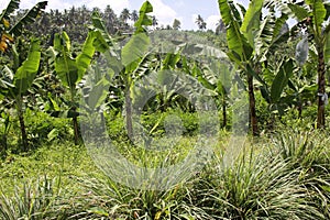 Bananas in the uplands undercropped by lemon grasses.