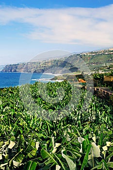 Banana plantation in the valley