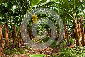 Banana Plantation on the West Coast of Martinique