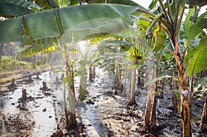 Banana plantations