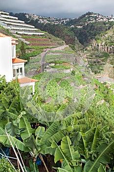 Banana plantations in camara de lobos Madeira island, Portugal photo