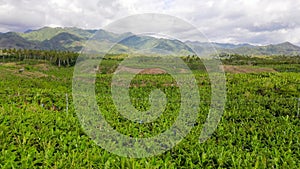 Banana plantations on the island of Mindanao, Philippines.