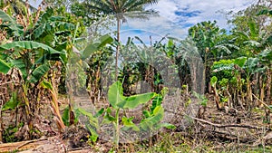 Banana plantations are managed by local farmers in Manokwari
